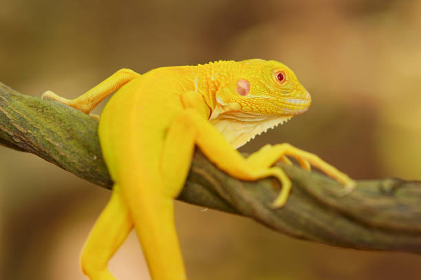 istock albino iguana on a branch 1490645813