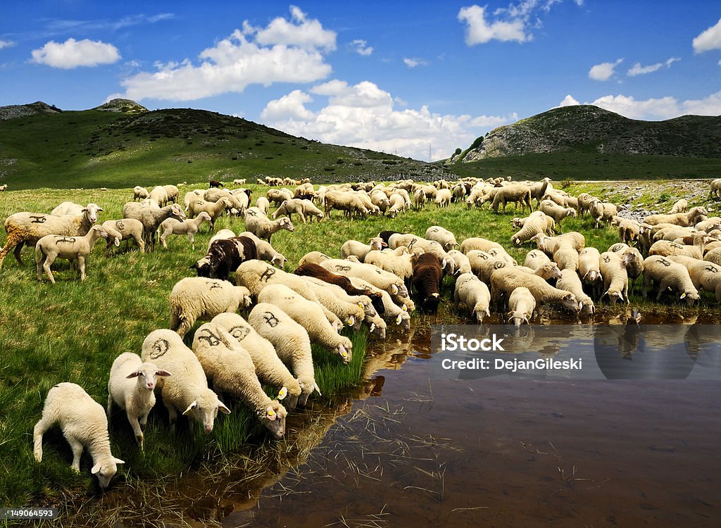 Sheep Sheep on the Bistra mountain drinking water on the glacier lake Agriculture Stock Photo