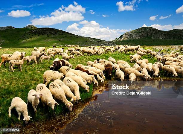 Sheep Stock Photo - Download Image Now - Agriculture, Animal, Animal Themes