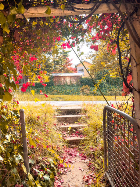 Vertical closeup photo of a grapevine covered arch and an old wire gate leading to steps with fallen red Autumn leaves, a road and distant houses in Armidale, New England high country, NSW.
