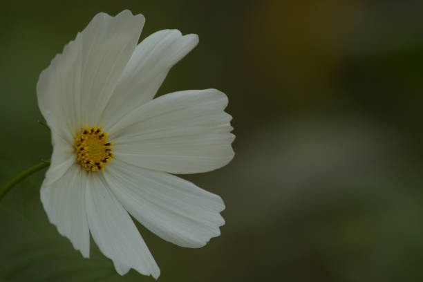 closeup view of flowers