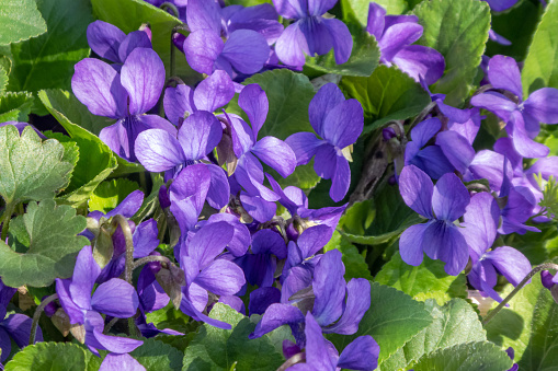 Light purple violet pansies