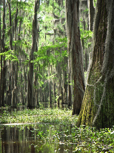 istock Close-up on the Bayou 149064863