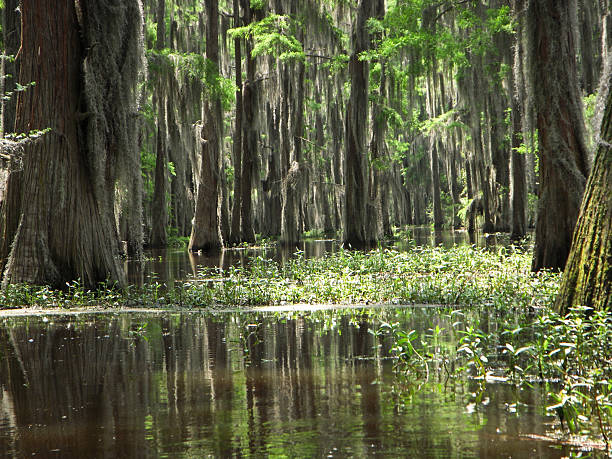 istock Morning Light on the Bayou 149064864
