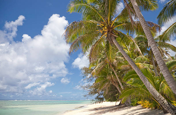 Photo of Coconut Palms on Tropical Beach