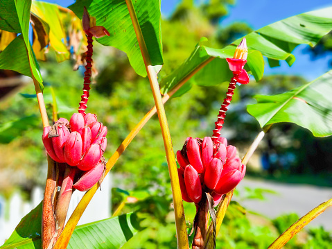 Costa Rica, a pair of bunches of red bananas in the tropical jungle in the sun