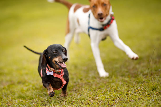 istock Active dogs running at the park 1490648877