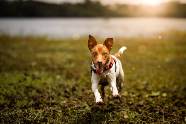 Dogs playing at the park