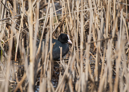 Closeup of the Eurasian coot (Fulica atra) hiding behind dry yellow reeds on a lakeside