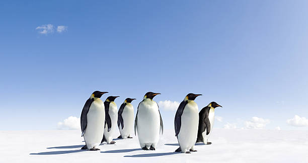 penguins - antarctica penguin bird animal imagens e fotografias de stock