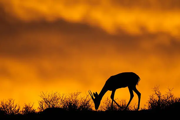 Springbok antelope (Antidorcas marsupialis) silhouetted against a red sky, Kalahari desert, South Africa