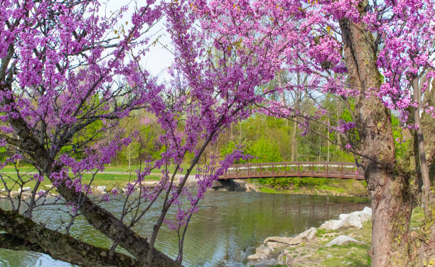 istock Redbud Tree with small creek and bridge- Howard County, Indiana 1490651359