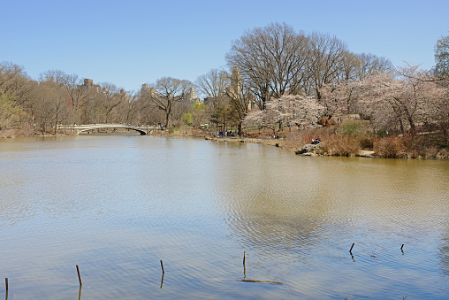 Landscape with Lake and Bow Bridge in Central Park on spring day. New York City
