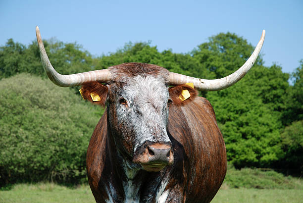 istock English longhorn cow 149065192