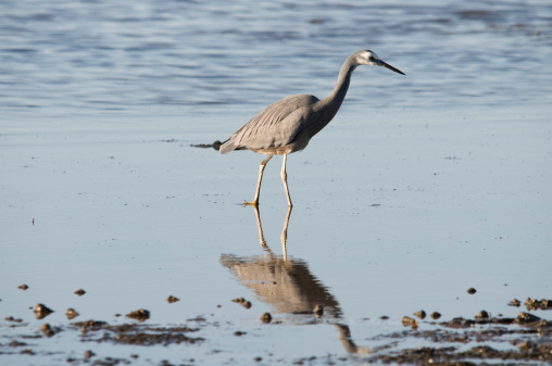A white-faced Heron on the lookout for food on the shore at Wynnum, Queensland.