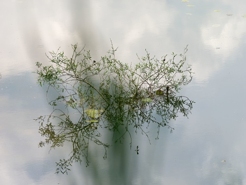 A lush green aquatic plant growing out of the water