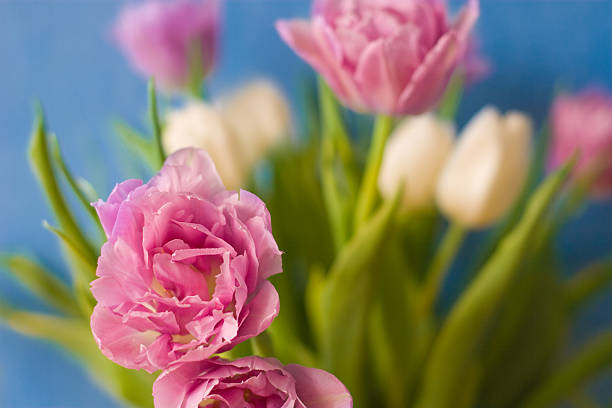 rose tulips against blue background stock photo