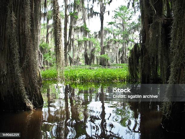 Cypress Bayou Stock Photo - Download Image Now - Algae, Alligator, Animal Wildlife