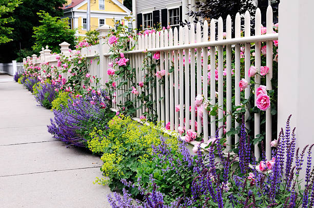 istock Garden Fence, Pink Roses, Sage 149065272