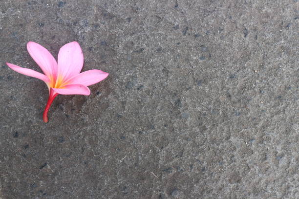 istock red flower on the floor 1490652962