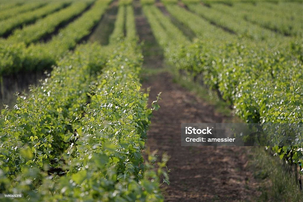 Vineyard This is a vineyard in Northern California. Grape Stock Photo