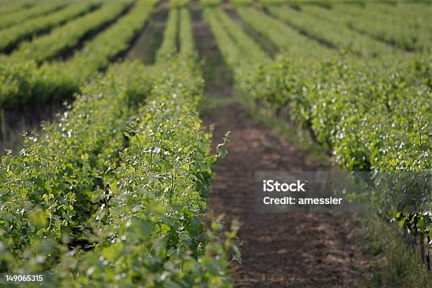 Vineyard Stock Photo - Download Image Now - Grape, Horizontal, In A Row