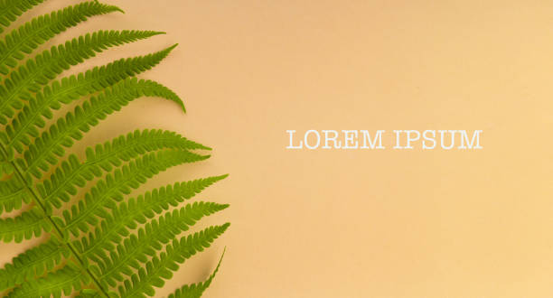 istock Green fern leaf on a beige background. 1490653338