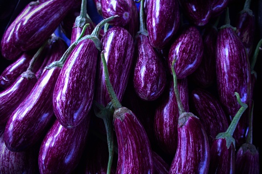 Organic eggplant vegetable in the field.