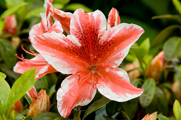 Red and white trim Azalea stock photo