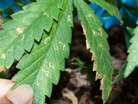 Serpentine leaf miner (Liriomyza huidobrensis) is a tiny fly whose larvae (grubs) damage plants by tunnelling through the inside of leaves.