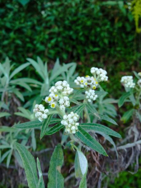 istock Selective focus of Anaphalis javanica, the Javanese edelweiss 1490654730