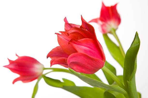 Red tulips stock photo