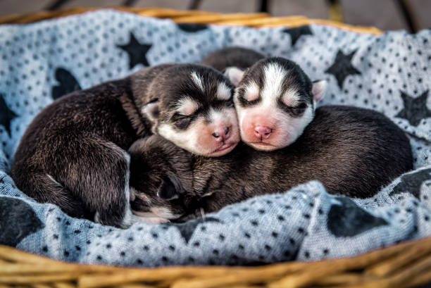 istock Three sleeping husky puppies in the basket 1490655012