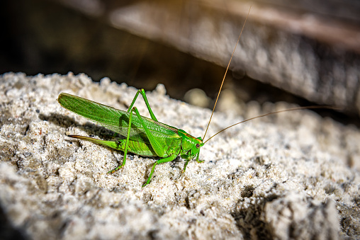 Beautiful Grasshopper on the sand. Green locust on the sand