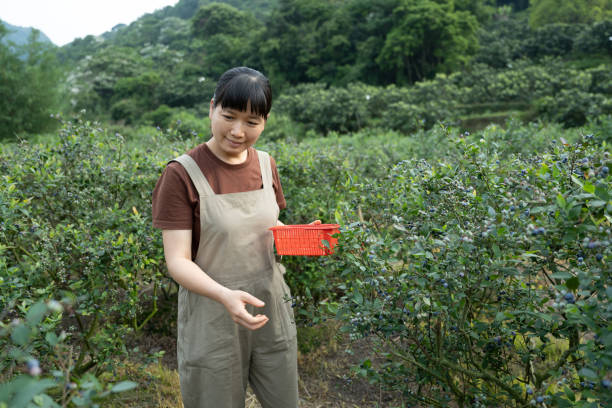 A woman picking blueberries in an orchard