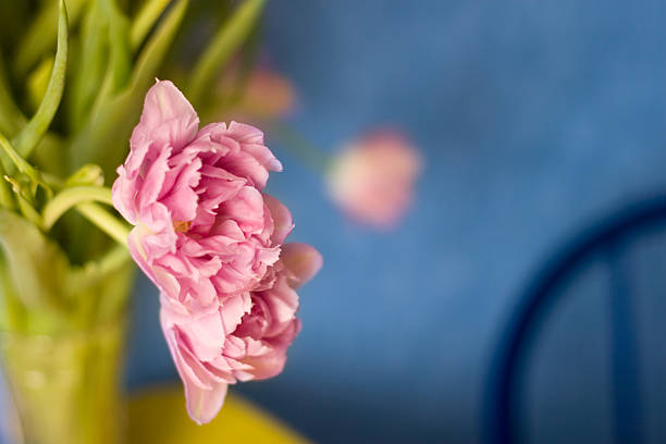 rose tulips stock photo