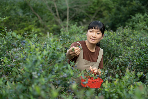 A woman picking blueberries in an organic orchard