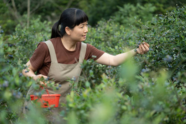 istock A woman picking blueberries in an organic orchard 1490656808