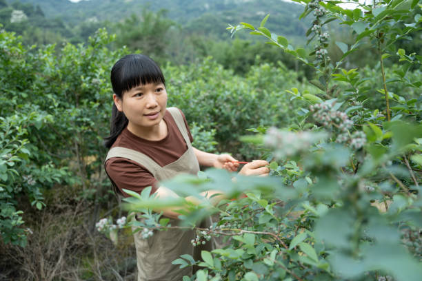 istock A young woman picking blueberries on a farm 1490656927