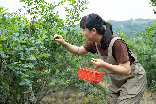 A beautiful woman picking blueberries on an organic farm