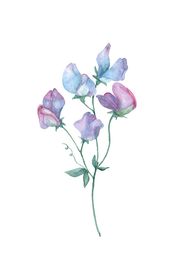 Sweet Pea, Botanical Watercolor Art Print. Delicate sweet peas. Flower art, flower painting. Botanical illustrations on white background.