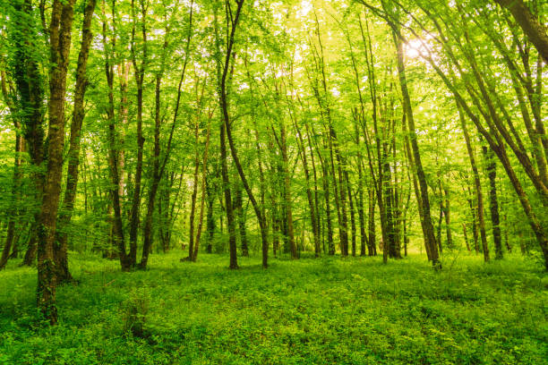 istock Bright green summer forest landscape 1490658820
