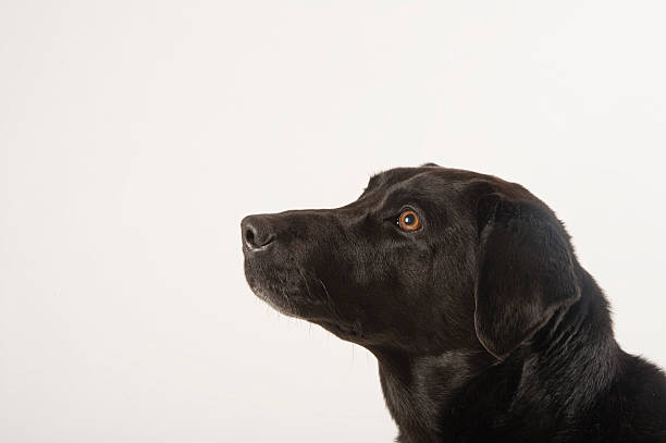 istock head shot of black labrador 149065915