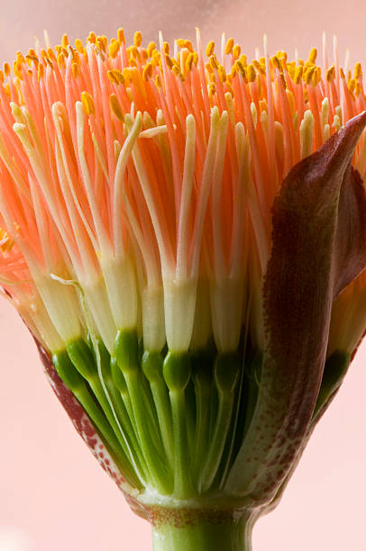 Scadoxus stock photo