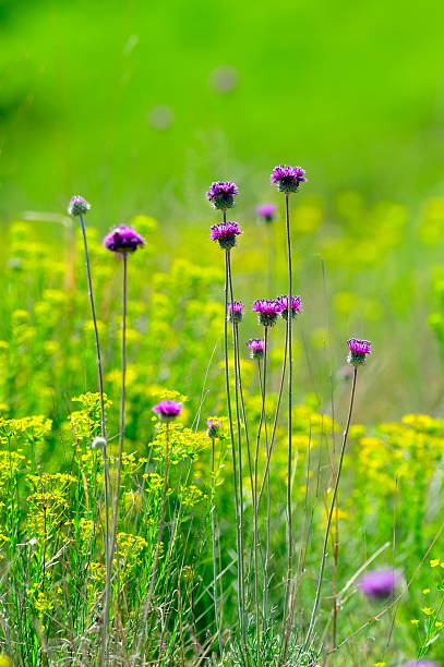 istock colorful flowers on field 149065932