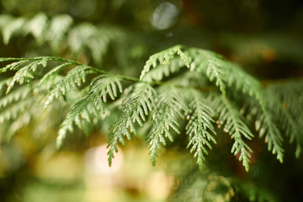 istock Western red cedar tree branch foliage close up with green bokeh forest background 1490659947
