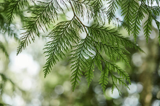 istock Western red cedar tree branch foliage close up with green bokeh forest background 1490660456