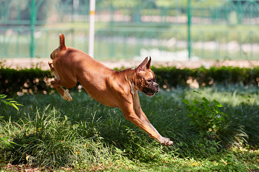 Boxer dog jumping over green bush in public park, outdoor walking with adult pet, happy short haired boxer dog breed. Boxer adult dog jumping over green hurdle, loyal companion dog with brown coat