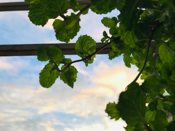 istock The sky is visible through the gap of mint leaves 1490662174