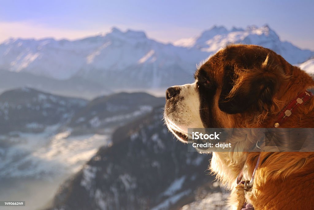 Protección de los Alpes - Foto de stock de San Bernardo libre de derechos